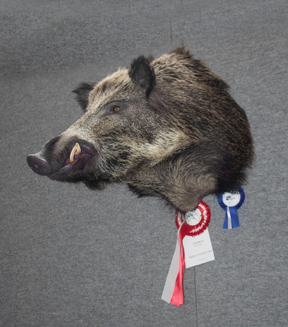 cinghiale
